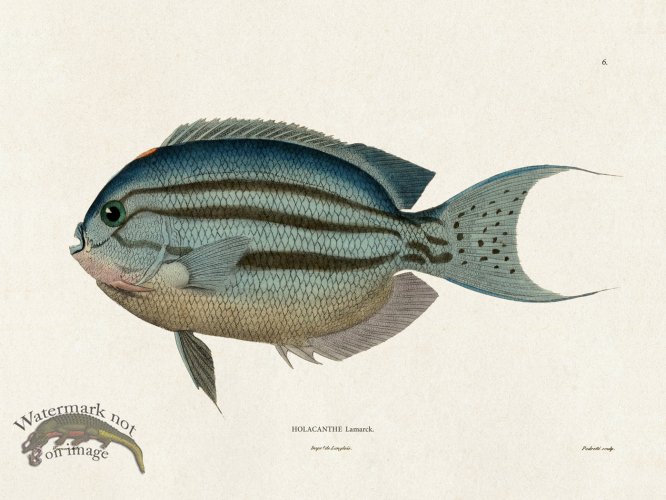 (image for) Werner Fish 006