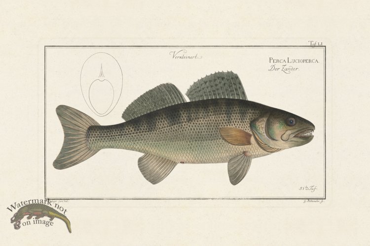 (image for) BLOCH FISH 051