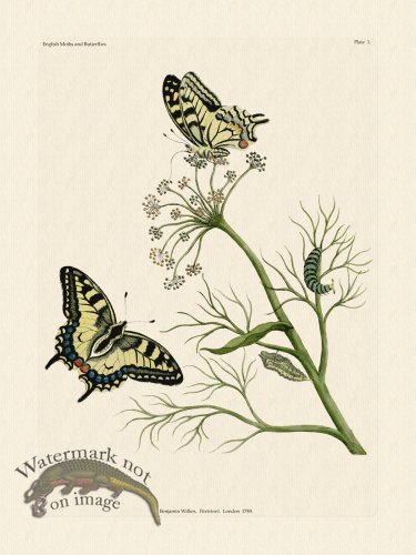 (image for) Wilkes Butterflies 001