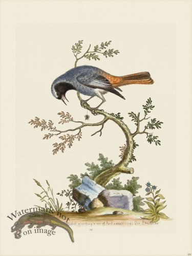 (image for) Edwards 029 Grey Redstart