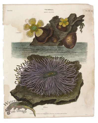 (image for) Sea Anemone