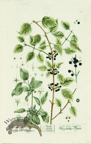 Blackwell German 078