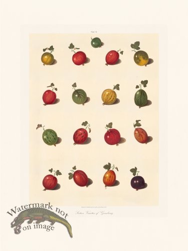 (image for) Brookshaw Fruit 32