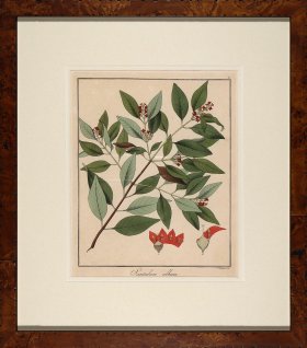 Hayne's Botanical in Burl 11