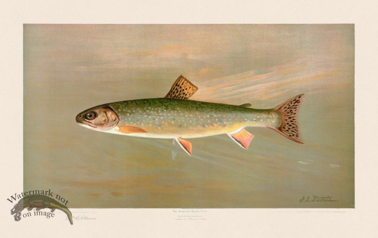 (image for) Brook Trout