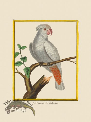 (image for) Martinet Bird 191