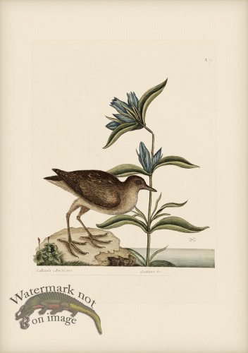 (image for) 070 Soree