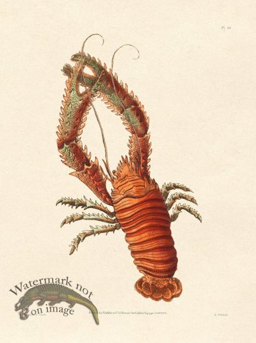 (image for) Shaw Nodder SL 49