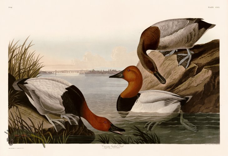 301 Canvas backed Duck