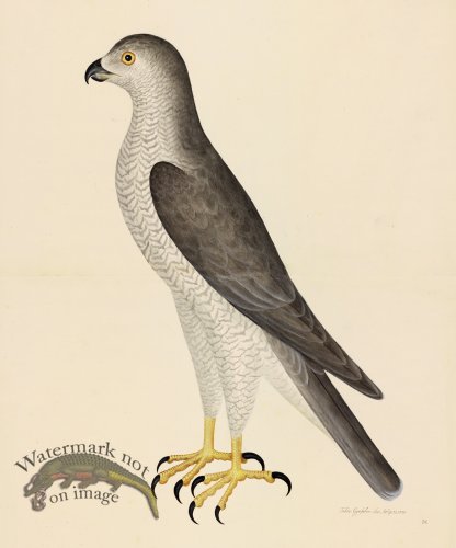 GOSHAWK MALE . PL 31