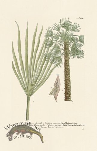 (image for) Weinmann PL 784