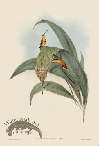 (image for) Gould Hummingbird 040