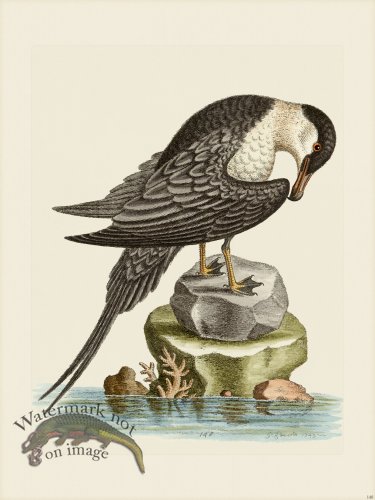 (image for) Edwards 148 Artick Bird Cock