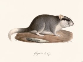 Cuvier 291 Cape Graphiure