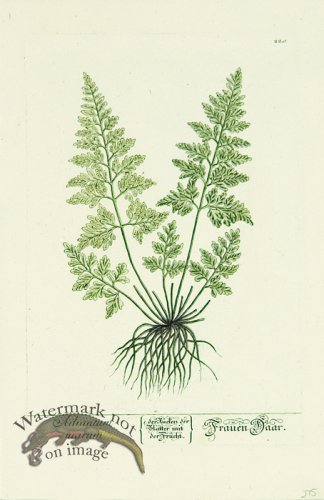 (image for) Blackwell German 108