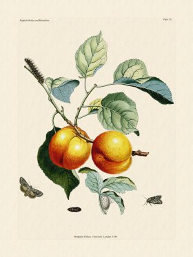 Wilkes Butterflies 087