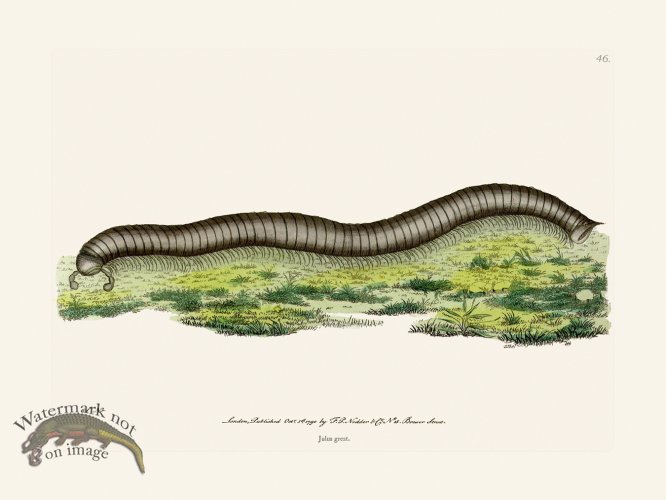 (image for) 046 Julus Great