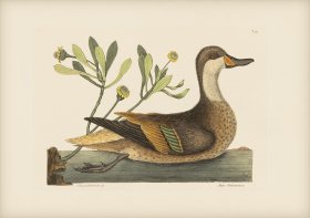 093 White Cheeked Pintail