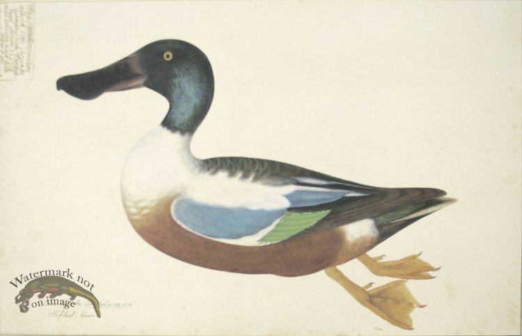 246 Swedish Birds . Anas Clypeata, Northern Shoveller, Male