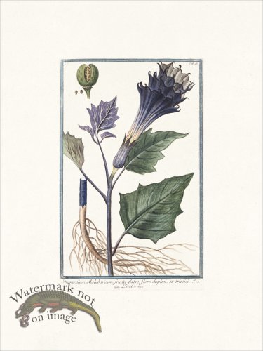 (image for) Bonelli 093 Thornapple