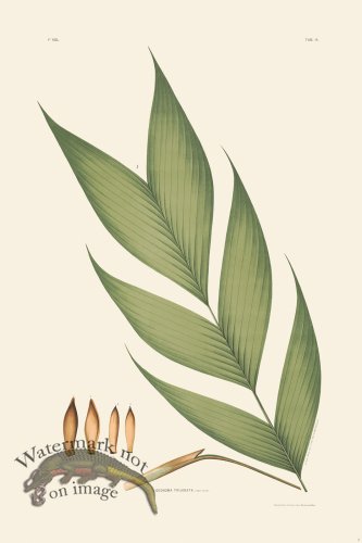 (image for) Rodrigues Palm Front 023