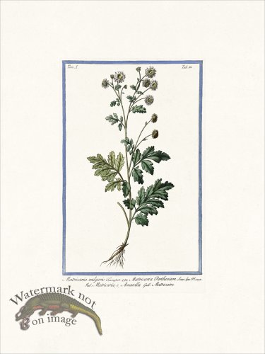 (image for) Bonelli V8 033