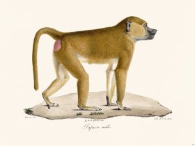 Cuvier 331 Male Tapion