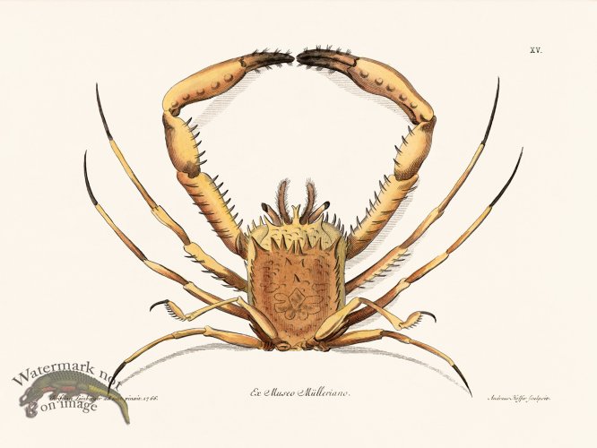 (image for) Knorr Sealife 15