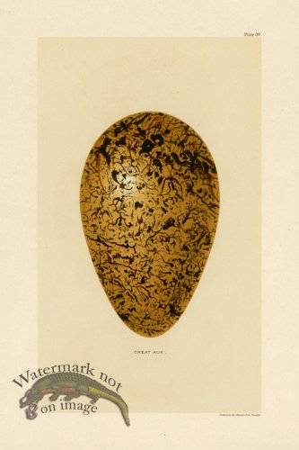 (image for) Seebohm Egg 09