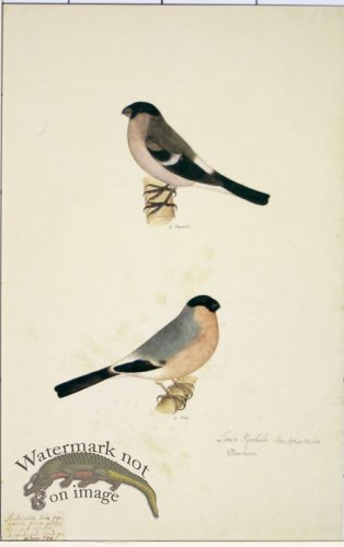 (image for) 98 Swedish Birds . Loxia Pyrrhula, Eurasian Bullfinch, M.F