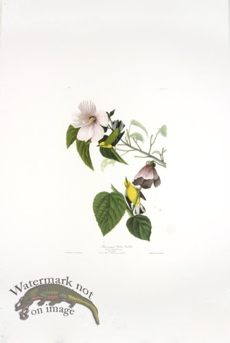 (image for) Mockingbird