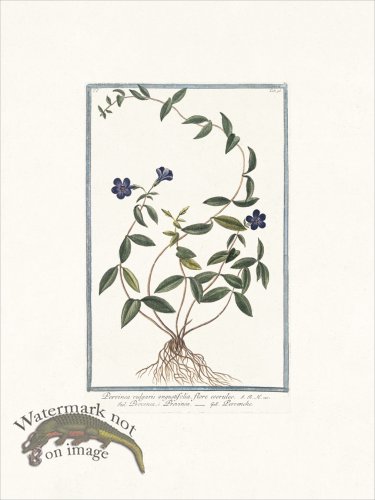 (image for) Bonelli 095 Periwinkle