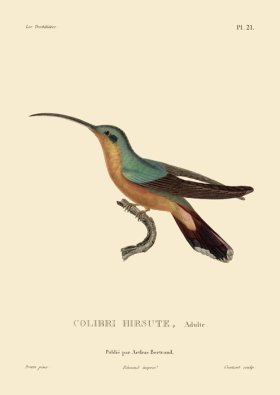 (image for) Humming Bird 21