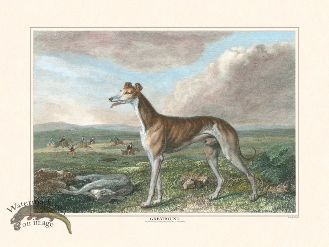 (image for) TSR Greyhound