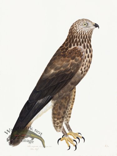 Rudbeck 014 Rough Legged 18x24