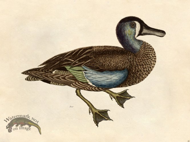 (image for) Duck - Tribute Bd 40