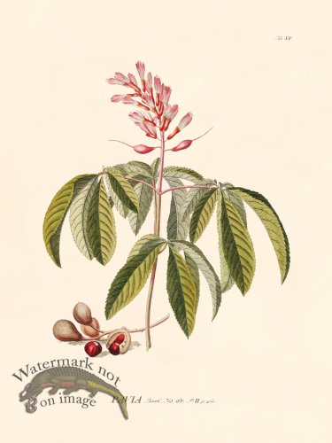 (image for) Trew Botanical 15