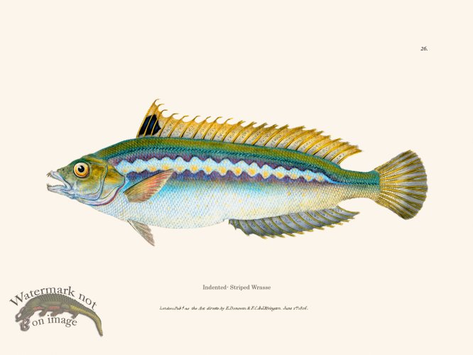 (image for) 026 Indented- Striped Wrasse