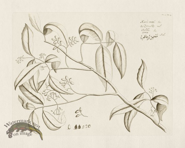 (image for) HORTUS VOL 04 54