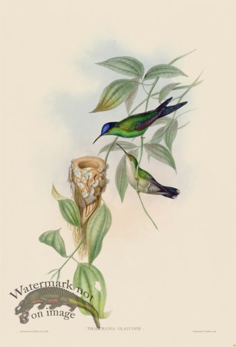 (image for) Gould Hummingbird 099