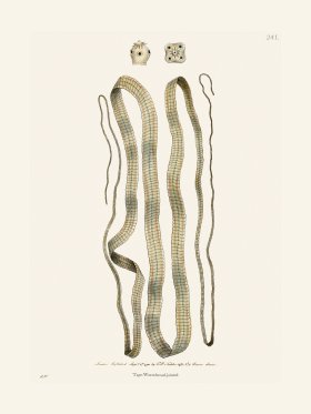 241 Tape-Worm Broad-Joint