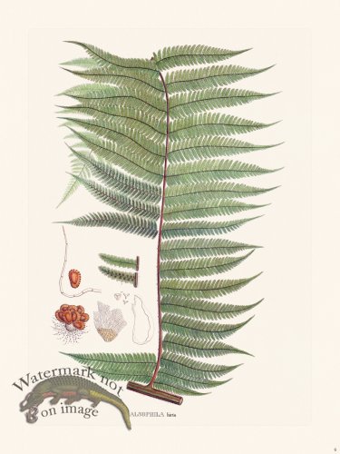 (image for) Ferns of Brazil 06
