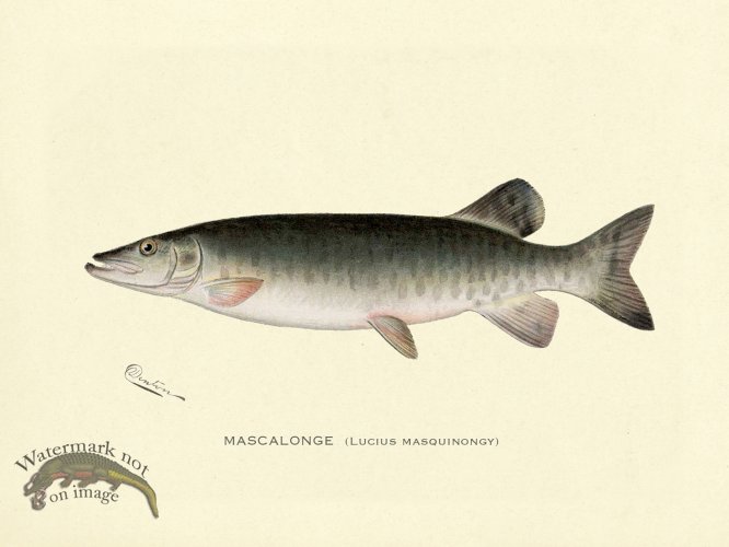 (image for) Mascalonge