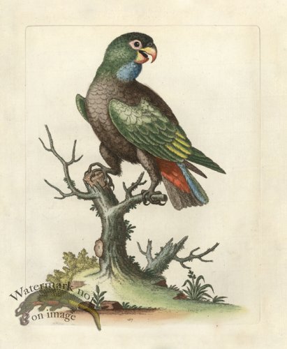 Edwards Parrot 07.jpg