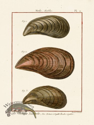 (image for) Diderot Shell 02