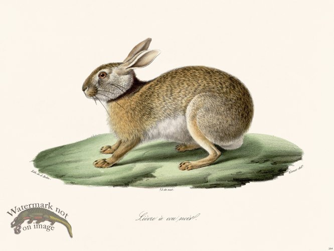 (image for) Cuvier 264 Black Necklaces