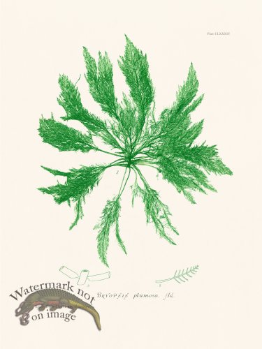 (image for) Bradbury Seaweed 184