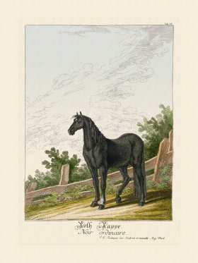 (image for) Ridingers Horses 15