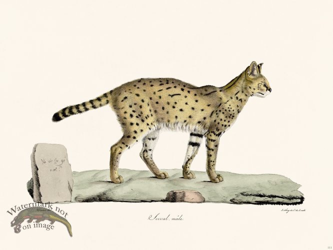 (image for) Cuvier 111 Serual African Wildcat