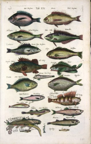 (image for) 1660_Sea_life_15